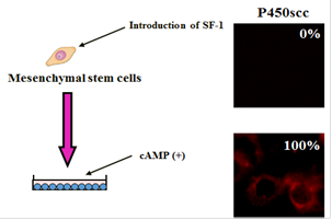 Steroidogenic cells lipid droplets