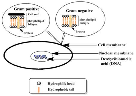 Comparative Study Of Rapid Dna Extraction Methods Of Pathogenic Bacteria Science Publishing Group