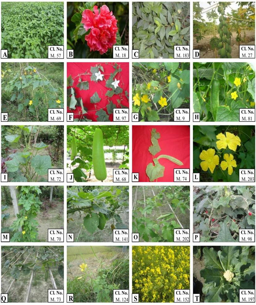 Angiosperm Diversity at the Village Sabgram Bogra Bangladesh 