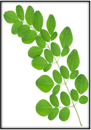 Moringa oleifera “The Mother’s Best Friend” :: Science Publishing Group